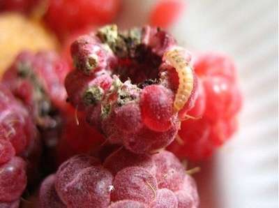 Червивая малина