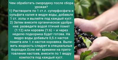 Подкормка смородины после сбора урожая