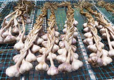 Способы плетения чеснока в косу для хранения