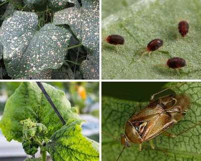 Вредители огурцов