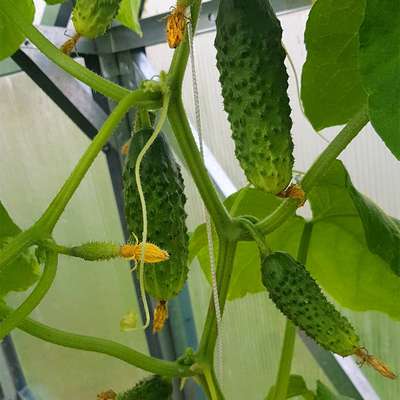 Горчат огурцы в теплице