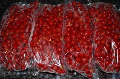 Заморозка красной смородины на зиму