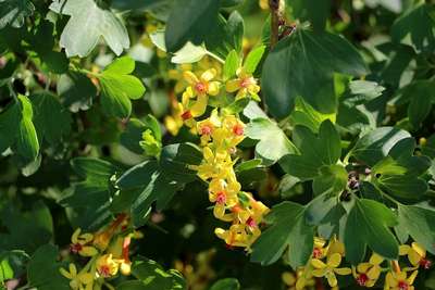 Золотистая смородина: сорта, выращивание и уход