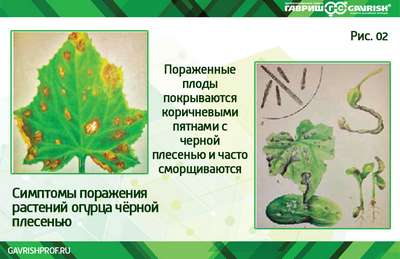 Плесень на огурцах в теплице