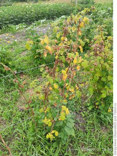 Желтеет и сохнет малина
