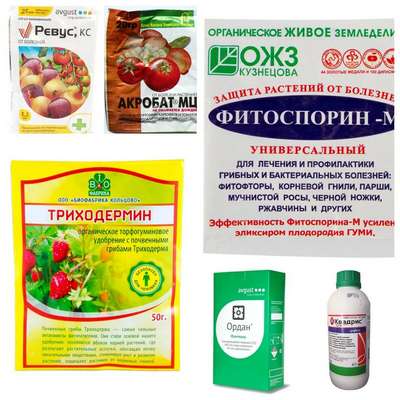 Обработка земли после фитофторы картофеля