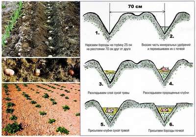 На каком расстоянии сажать картошку? Способы посадки