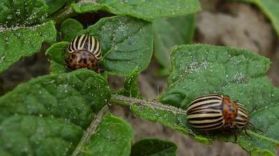 Как избавиться от колорадских жуков?