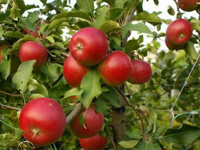 Сорт яблони Пепин-шафранный