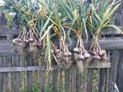 Сроки сбора чеснока в Сибири