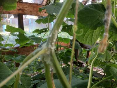 Гниют огурцы в теплице