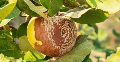 Почему гниют яблоки на яблоне