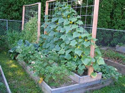 Способы подвязки огурцов