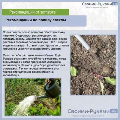 Как поливать свеклу соленой водой?