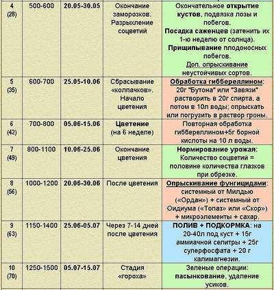Как обработать виноград весной от болезней и вредителей?