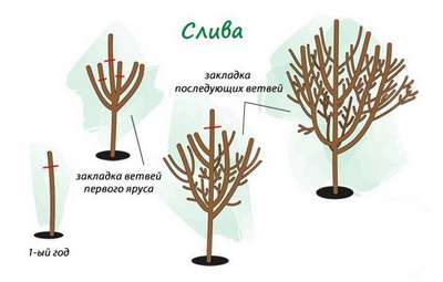 Обрезка сливы весной