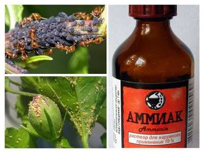 Нашатырный спирт от тли