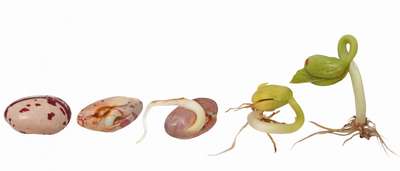 Проращивание фасоли