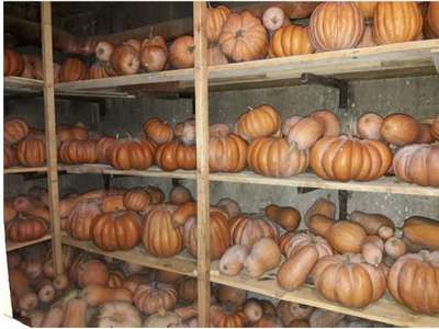 Хранение тыквы