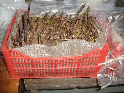 Как хранить черенки винограда зимой?