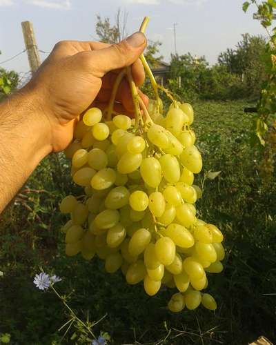 Сорт винограда Долгожданный