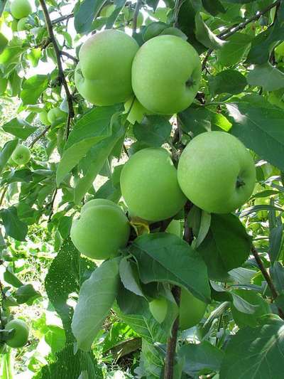 Зимние сорта яблонь