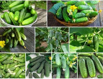 Сорта огурцов для открытого грунта