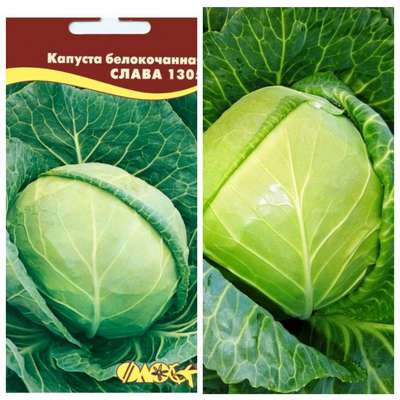 Сорта капусты для засолки и квашения