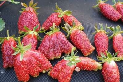 Сорт клубники Купчиха