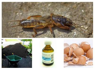 Как избавиться от медведки?