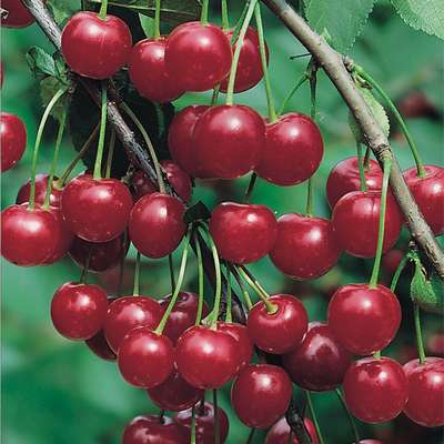 Вишня сорта «Молодежная»