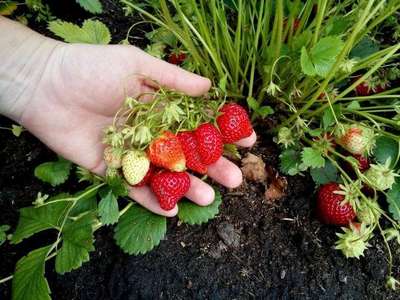 Сорт клубники Мара де буа