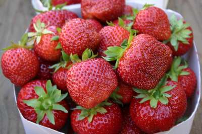 Сорт клубники Полка