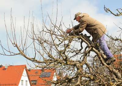 Как ухаживать за яблоней осенью?