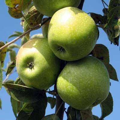 Яблоня сорта «Семеренко»