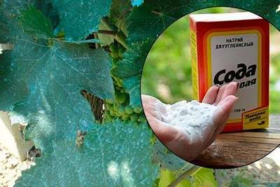 Как обработать виноград пищевой содой?