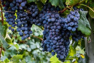 Сорт винограда Изабелла