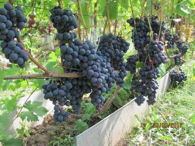 Сорт винограда Страшенский