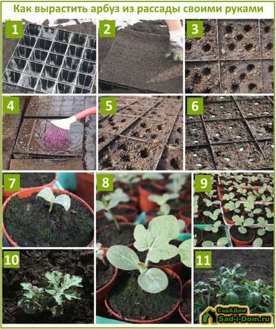 Как сажать арбузы на рассаду?