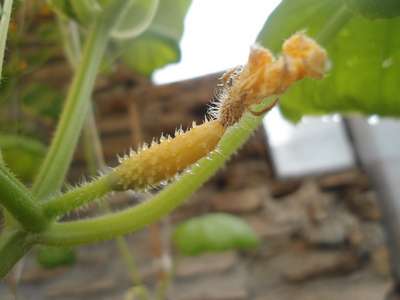 Желтеют огурцы