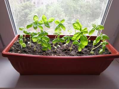 Как посадить базилик на рассаду?