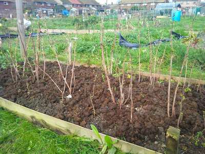 Как посадить малину осенью?