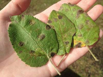 Коричневые пятна листьев яблони