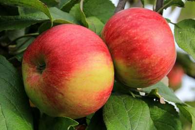 Сорт яблони Джонатан