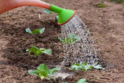 Как поливать капусту в открытом грунте?