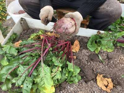 Сроки уборки свеклы с грядок на хранение