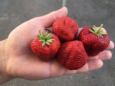 Сорт клубники Фестивальная