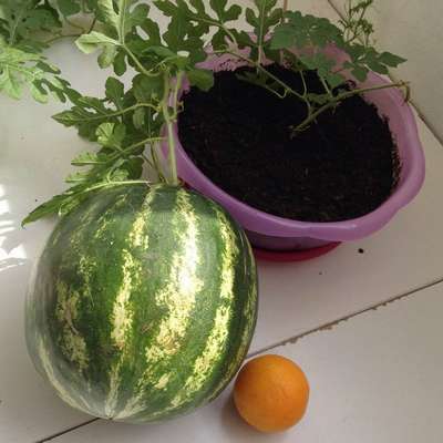 Как посадить арбуз?