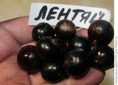 Сорт вкусной чёрной смородины «Лентяй»