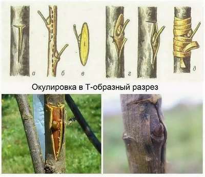 Окулировка яблони летом